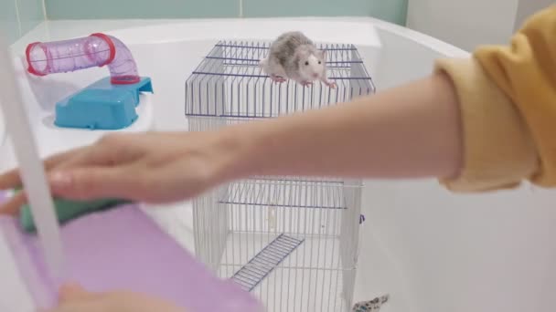 En ung kvinna tar hand om ett husdjur, tvättar en kastrull under kranen med vatten och rengör buren i badrummet, en gnagare, en råtta klättrar buren — Stockvideo