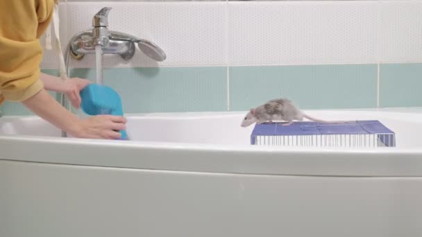 Een jonge vrouw zorgt voor een huisdier, wast een labyrint onder een kraan met water en reinigt een kooi in de badkamer, een knaagdier, een rat klimt rond de kooi — Stockvideo