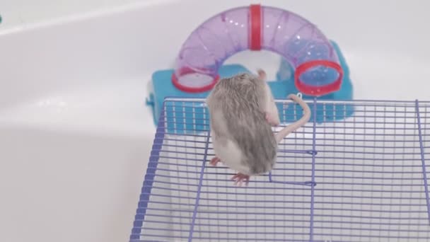 Une jeune femme prend soin d'un animal de compagnie, lave une casserole sous un robinet avec de l'eau et nettoie une cage dans la salle de bain, un rongeur, un rat assis sur une cage et lave, nettoie sa laine — Video