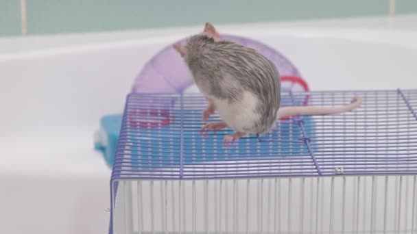 Una mujer joven cuida de una mascota, lava una sartén bajo un grifo con agua y limpia una jaula en el baño, un roedor, una rata se sienta en una jaula y lava, limpia su lana — Vídeo de stock