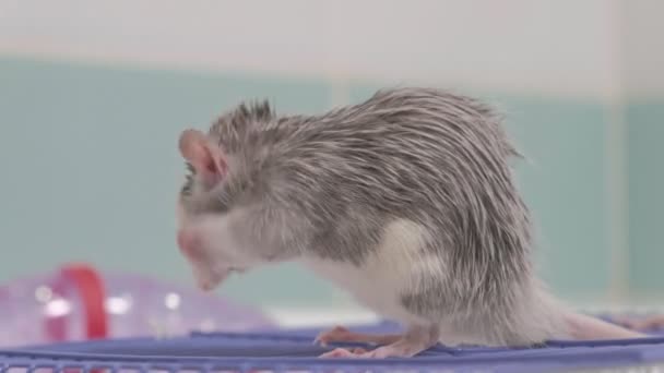 Una mujer joven cuida de una mascota, lava una sartén bajo un grifo con agua y limpia una jaula en el baño, un roedor, una rata se sienta en una jaula y lava, limpia su lana — Vídeo de stock