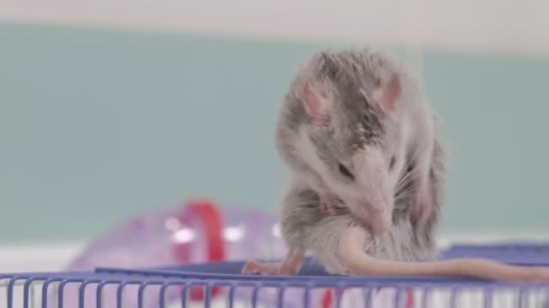 Een jonge vrouw zorgt voor een huisdier, wast een pan onder een kraan met water en reinigt een kooi in de badkamer, een knaagdier, een rat zit op een kooi en wast, reinigt haar wol — Stockvideo