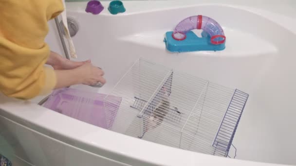 Eine junge Frau kümmert sich um ein Haustier, wäscht sich unter einem Wasserhahn mit Wasser und säubert den Käfig im Badezimmer, ein Nagetier, eine Ratte läuft neben ihr her — Stockvideo