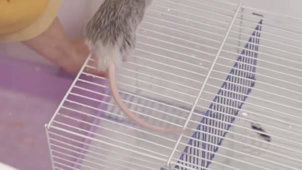 A young woman takes care of a pet, washes under a tap with water and cleans the cage in the bathroom, a rodent, a rat runs alongside — Stock Video