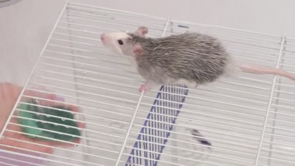 Een jonge vrouw zorgt voor een huisdier, wast onder een kraan met water en reinigt de kooi in de badkamer, een knaagdier, een rat loopt langs — Stockvideo