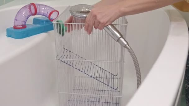Une jeune femme prend soin d'un animal de compagnie, se lave sous un robinet avec de l'eau et nettoie la cage dans la salle de bain, un rongeur, un rat court à côté — Video