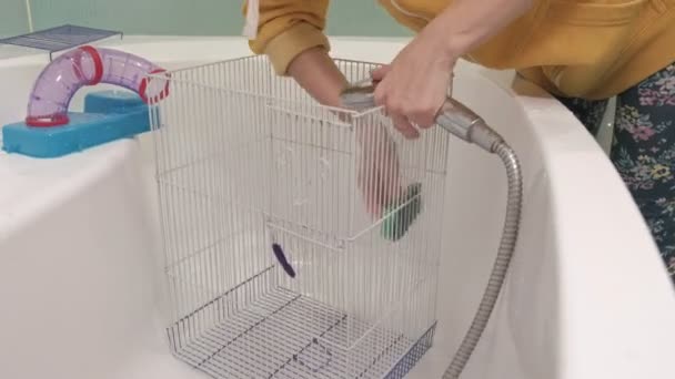 Молодая женщина заботится о домашнем питомце, моет под краном водой и чистит клетку в ванной комнате, грызун, рядом бежит крыса — стоковое видео