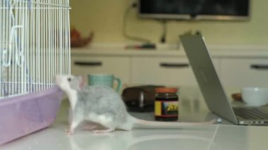 kafes ve ishal üstünde pencere pervazına evi, kemirgen, a evde beslenen hayvan iri fare çıktı