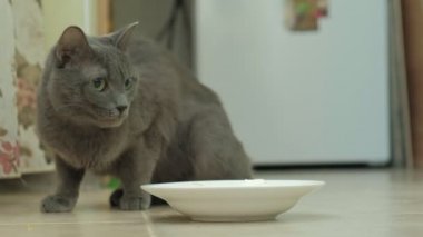 gri kedi tabağı yiyor, bir fare atlar bir kemirgen, a evde beslenen hayvan üzerinde