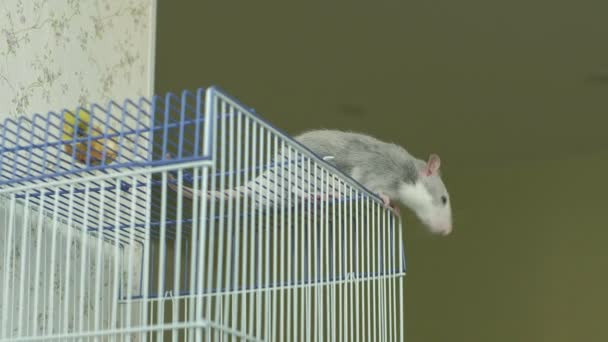 Крыса выбралась из клетки и бежит на подоконнике в доме, грызун, домашнее животное — стоковое видео