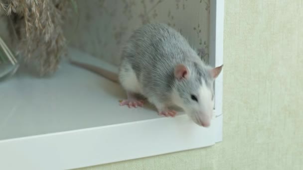 Krysa běží na parapet okna v domě, hlodavec, pet — Stock video