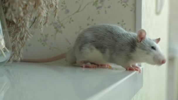 Rat courant sur le rebord de la fenêtre dans la maison, rongeur, animal de compagnie — Video