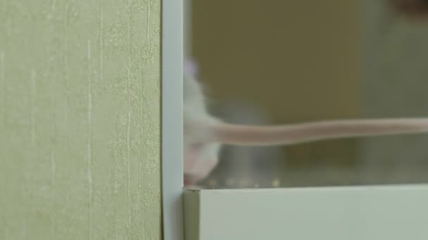 쥐 설치류, 애완 동물 집에서 창틀에서 실행 — 비디오