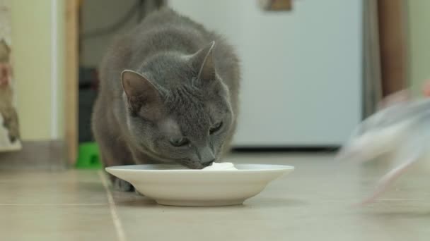 Kucing abu-abu makan dari piring, tikus melompat di atasnya, hewan pengerat, hewan peliharaan — Stok Video