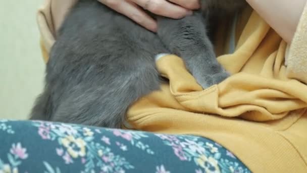 Una joven con ropa amarilla sosteniendo un gato gris en sus brazos, una rata corriendo alrededor de la mujer, un conocido, un roedor, una mascota — Vídeos de Stock