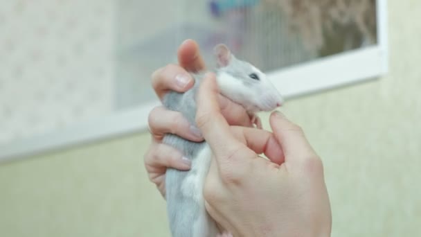 Jonge vrouw met een rat in haar armen, houdt en speelt met haar, een knaagdier, een huisdier — Stockvideo