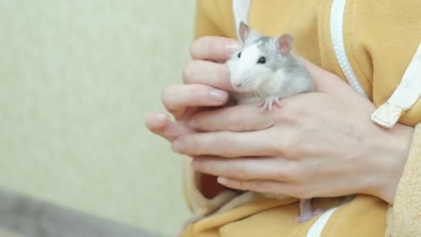 Joven mujer sosteniendo una rata en sus brazos, ama y juega con ella, un roedor, una mascota — Vídeos de Stock