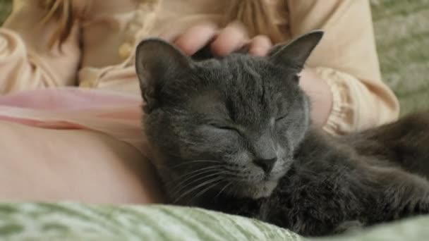 Chica acariciando un gris gato primer plano — Vídeos de Stock