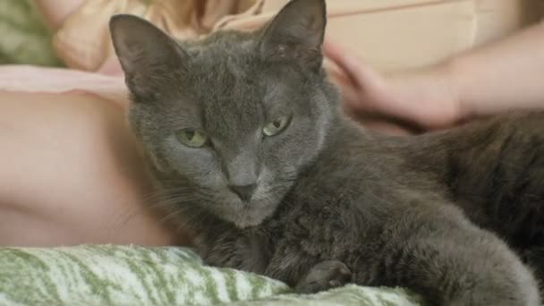 Menina acariciando um cinza gato close-up — Vídeo de Stock