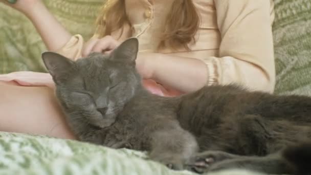 Дівчина погладжує сірого кота крупним планом — стокове відео