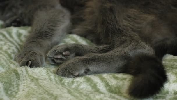 Chica acariciando un gris gato primer plano — Vídeos de Stock