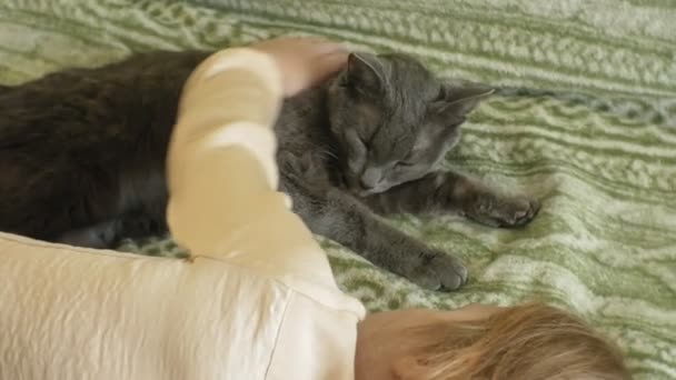 Happy girl child with blond hair and pigtails lying on the sofa stroking a gray cat — Stock Video