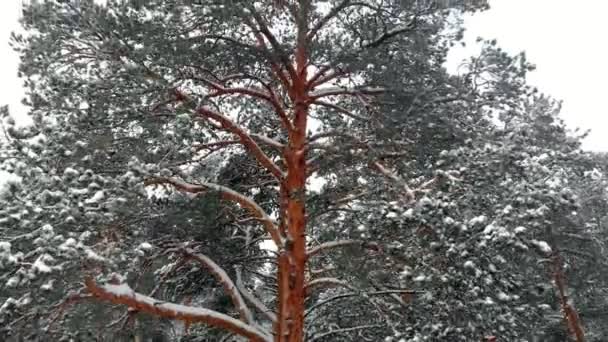 冬の松雪に覆われた森、ドローンと空撮 — ストック動画