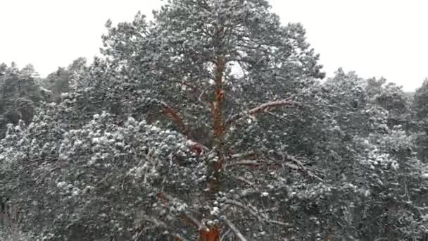 冬の松雪に覆われた森、ドローンと空撮 — ストック動画