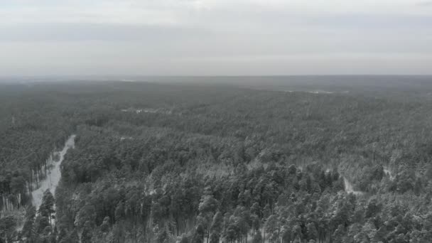 Pineta invernale bosco innevato, vista aerea con drone — Video Stock