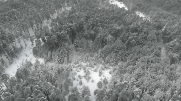 Bosque nevado de pino de invierno, vista aérea con dron — Vídeos de Stock