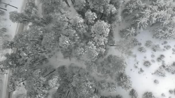 Bosque nevado de pino de invierno, vista aérea con dron — Vídeos de Stock