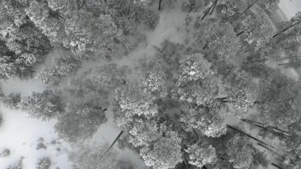 Bosque nevado de pino de invierno, vista aérea con dron — Vídeos de Stock