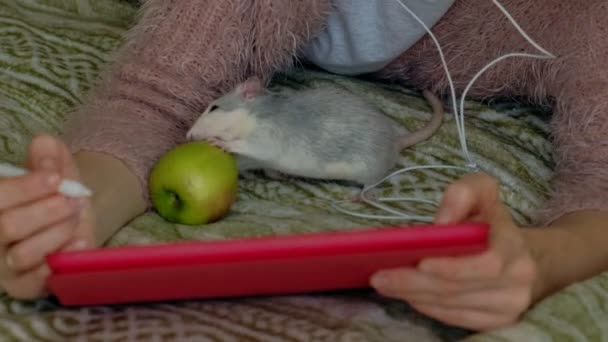 Gelukkig meisje in de slaapkamer werken thuis met behulp van hoofdtelefoons en een tablet, op het bed spelen een huisdier, een rat. Web surfen, afstand werk conceptie, freelancer — Stockvideo