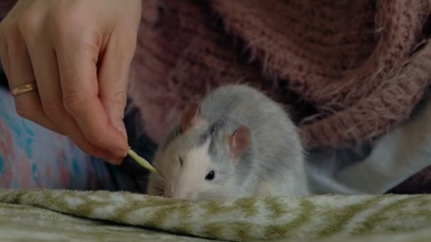 Fiatal nő, egy vicces patkány otthon, játék, és etetés neki — Stock videók