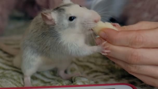 Young woman with a funny rat at home, playing and feeding her — Stock Video