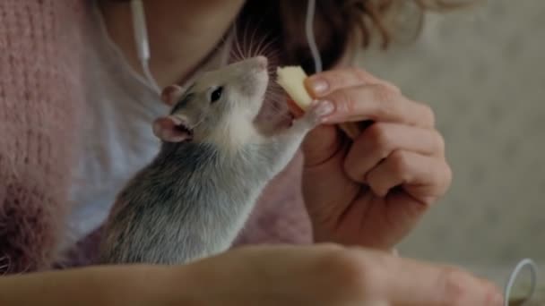 Jeune femme avec un rat drôle à la maison, jouer et la nourrir — Video