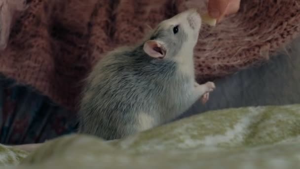 Молодая женщина со смешной крысой дома, играет и кормит ее — стоковое видео
