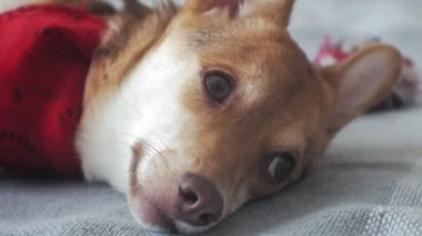küçük köpek, Evcil hayvan, yakın çekim