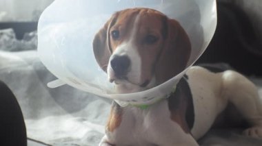 koruyucu yaka içinde Beagle köpek, hasta