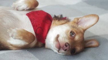 küçük köpek, Evcil hayvan, yakın çekim