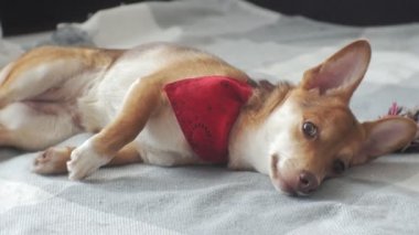 küçük köpek, Evcil hayvan, yakın çekim