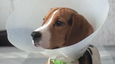 koruyucu yaka içinde Beagle köpek, hasta