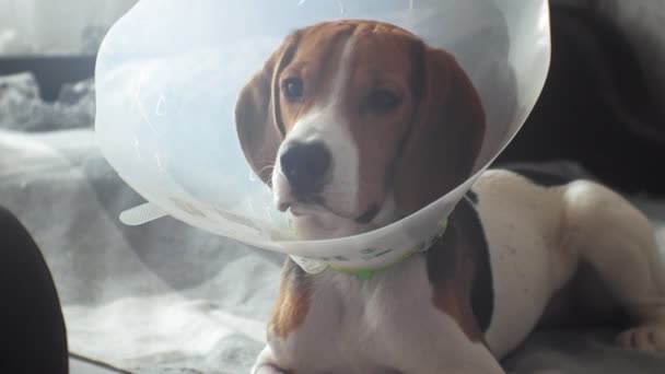 Cão beagle em uma coleira protetora, doente — Vídeo de Stock