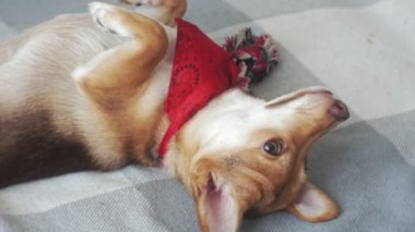 küçük köpek, Evcil hayvan, yakın çekim