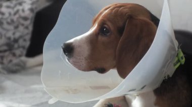 koruyucu yaka içinde Beagle köpek, hasta