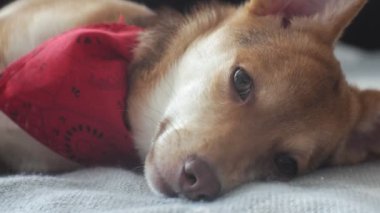 küçük köpek, Evcil hayvan, yakın çekim