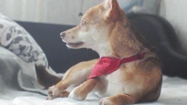 küçük köpek, Evcil hayvan, yakın çekim