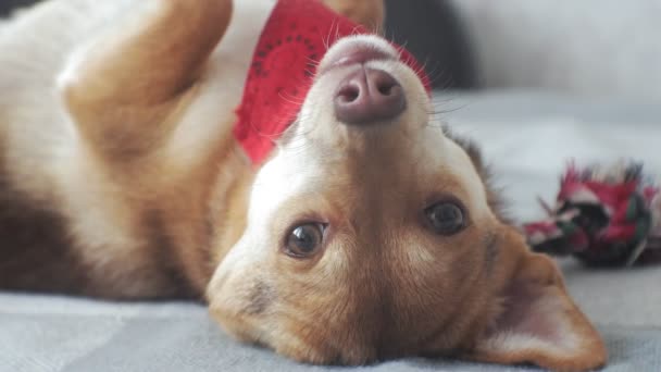 Perro pequeño, mascota, primer plano — Vídeos de Stock