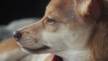 küçük köpek, Evcil hayvan, yakın çekim
