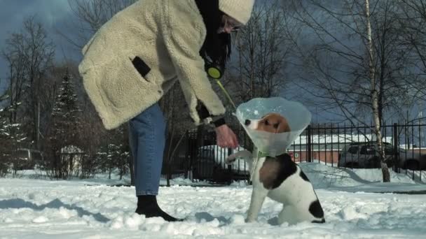 Kadın ile köpek yürüyüş — Stok video